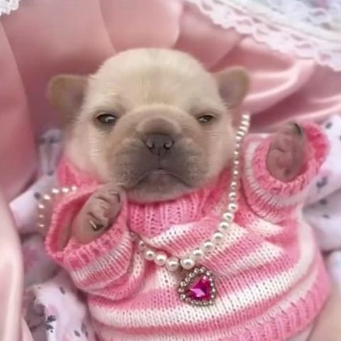 Pibble, un cachorro blanquito con jersey rosa